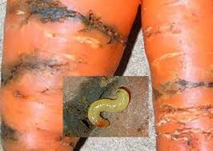uploads/images/pest/carrot rust fly.jpg